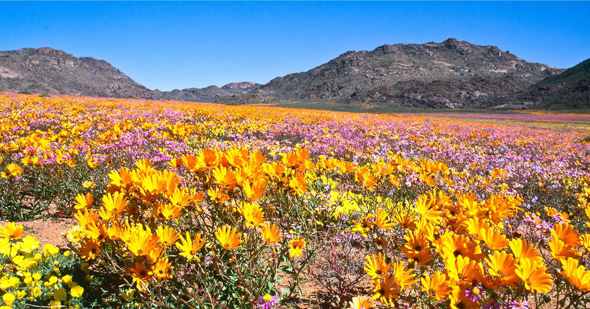 Your ultimate South African spring bucket list