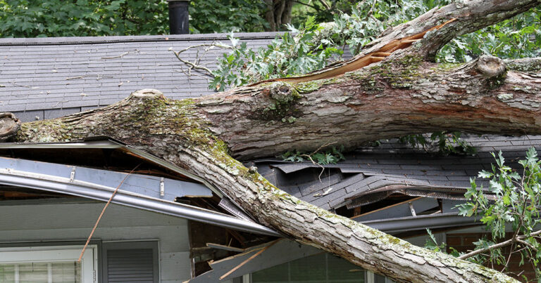What to do when a tree falls on your property and damages your home